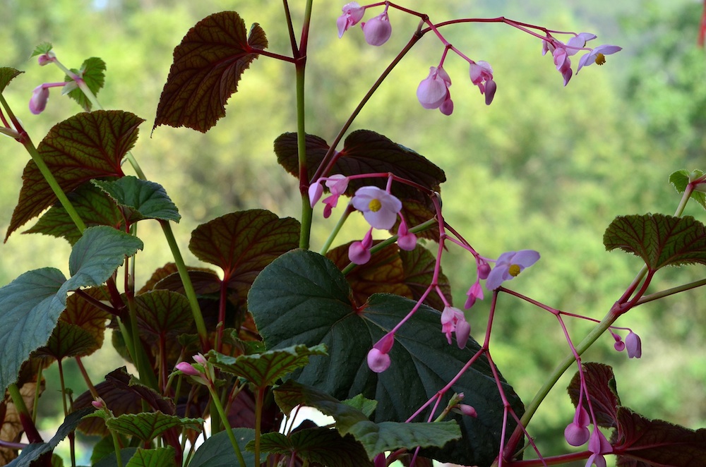 Begonia evansiana